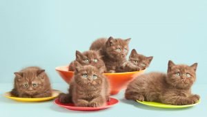 Хранене на малко котенце &ndash; полезни съвети